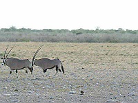 Mud Maps Africa Namibia 0656.JPG